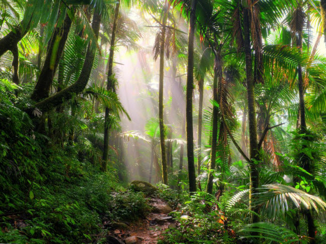Vườn quốc gia El Yunque, Puerto Rico: Khu bảo tồn thiên nhiên này nằm ngay ngoại ô thành phố San Juan. Đây là một trong những hệ sinh thái đa dạng nhất ở chây Mỹ.