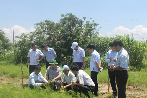 Trồng &#34;nữ hoàng rau xanh&#34; nơi “thừa nắng, thiếu mưa”, lãi 30 triệu/tháng - 2