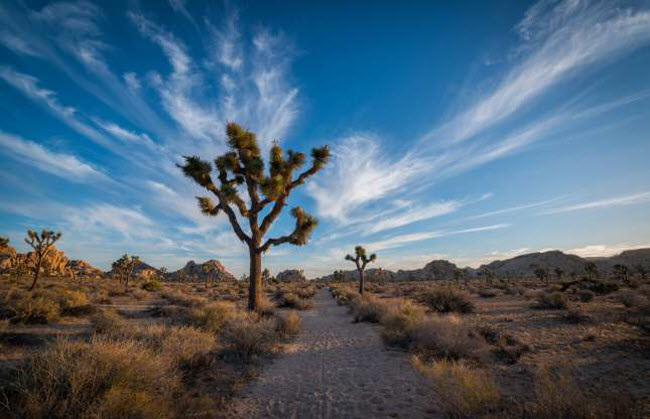 Vườn quốc gia cây Joshua, Mỹ: Cây Joshua là loài thực vật đặc trưng ở bang California và khu vực Bắc Mỹ. Chúng có thể phát triển tốt trong điều kiện khí hậu khắc nghiệt như trên sa mạc Mojave.