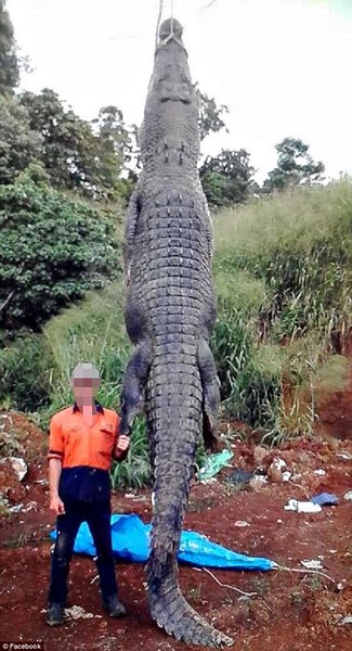 Bắt được cá sấu “quái vật” khổng lồ ở Australia - 1