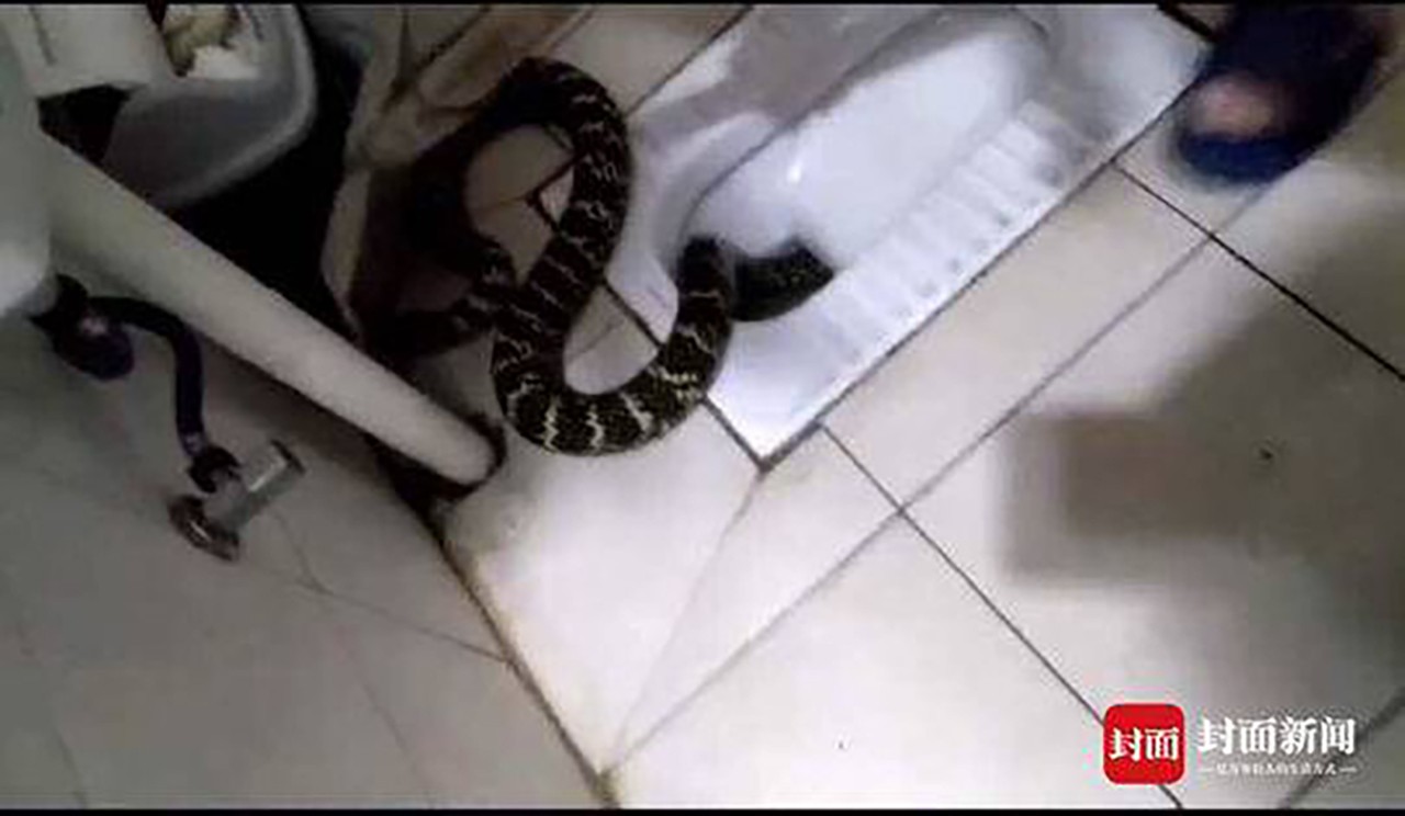 Chuẩn bị đi tắm, cô gái hoảng hồn thấy rắn khủng trong toilet - 1