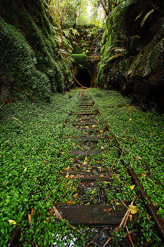 Đường hầm tàu hỏa cũ ở Helensburgh, Scotland, là địa điểm lý tưởng để du khách có thể khám phá một cộng đồng đom đóm nhỏ sống bên trong.