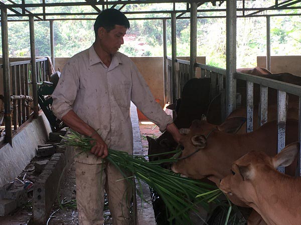 Làm giàu ở nông thôn: &#34;Vua bò&#34; ở vùng sơn cước Mường Chùm - 2