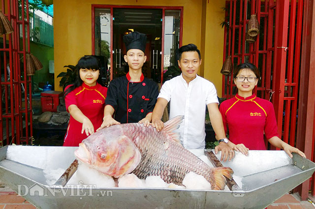 Lần đầu tiên, cá hô huyết vảy rồng siêu khủng &#34;trình làng&#34; ở Thủ đô - 1