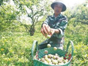 Thị trường - Tiêu dùng - &quot;Thủ phủ&quot; vùng mận mất mùa nghiêm trọng, dân Mộc Châu buồn thiu