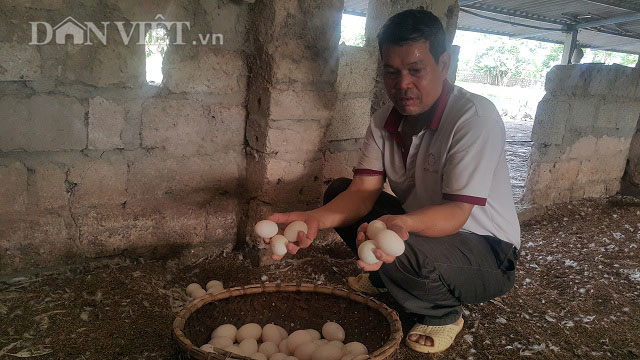 Nuôi vịt siêu trứng, nhàn nhã lại rủng rỉnh tiền tiêu - 2