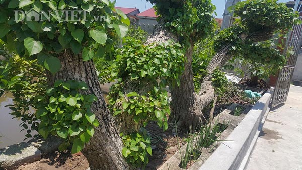 Siêu phẩm chưa từng có: Cây na nước &#34;khủng&#34; dáng rồng bay huyền bí - 3