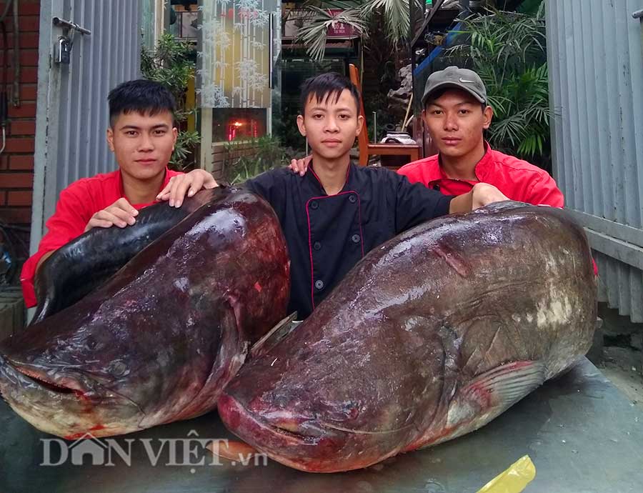 &#34;Hái ra tiền&#34; với những loài &#34;thủy quái&#34; hiếm, độc, lạ ở miền Tây - 5