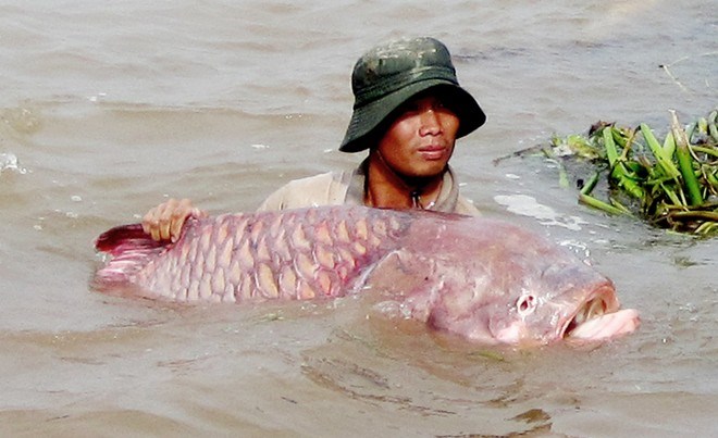 &#34;Hái ra tiền&#34; với những loài &#34;thủy quái&#34; hiếm, độc, lạ ở miền Tây - 8