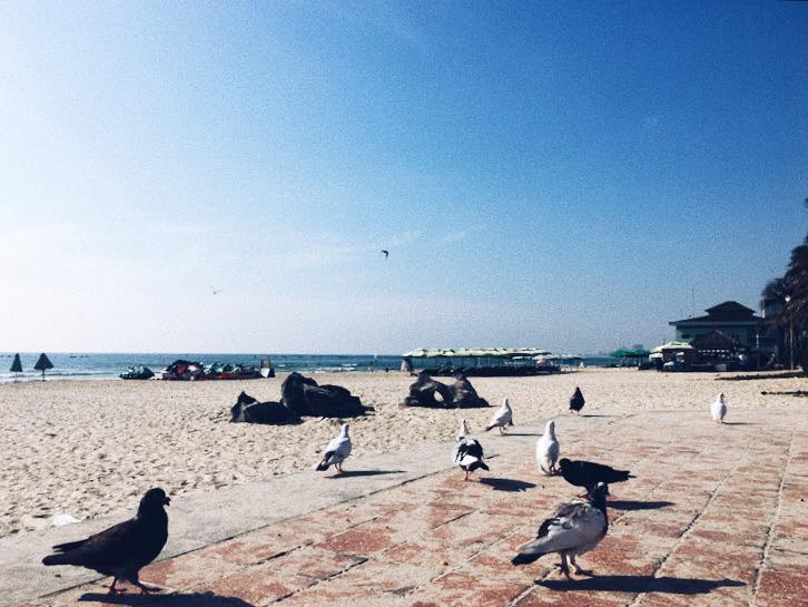Bình yên bên bờ biển và ngắm bồ câu giữa lòng thành phố Đà Nẵng - 1