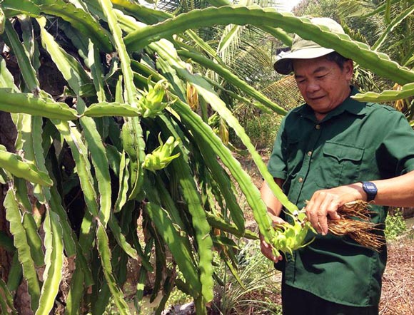 Trên bờ trồng dừa, dưới vuông nuôi cua kềnh mà xây được &#34;biệt phủ&#34; - 1