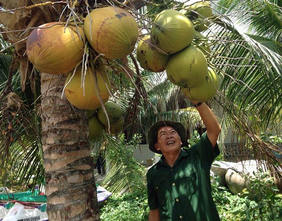 Trên bờ trồng dừa, dưới vuông nuôi cua kềnh mà xây được &#34;biệt phủ&#34; - 2