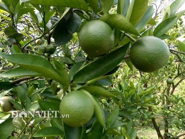 Trồng 3ha cam Vinh, làm nhà sàn đẹp long lanh, nên danh triệu phú - 2