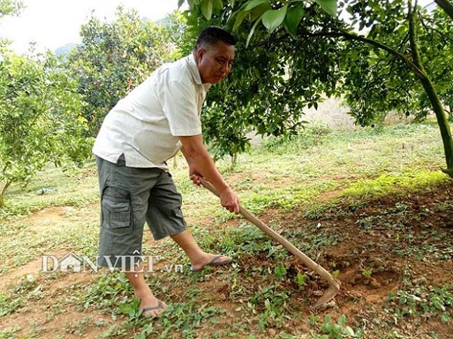 Trồng 3ha cam Vinh, làm nhà sàn đẹp long lanh, nên danh triệu phú - 3