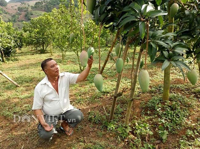 Trồng 3ha cam Vinh, làm nhà sàn đẹp long lanh, nên danh triệu phú - 4