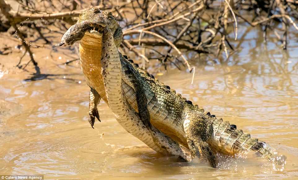 Trận chiến ác liệt giữa cá sấu và rắn khổng lồ - 1