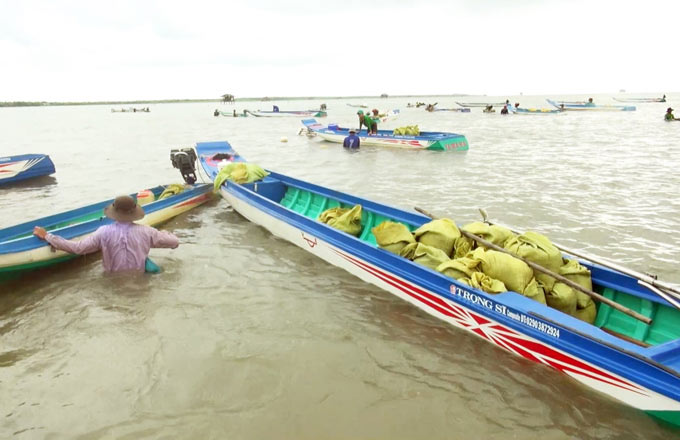 Không mất tiền, dân Đất Mũi tranh nhau khai thác nghêu giống - 1