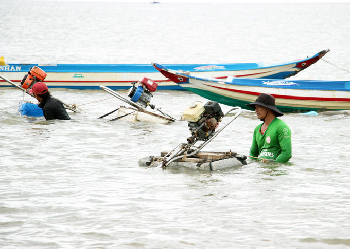 Không mất tiền, dân Đất Mũi tranh nhau khai thác nghêu giống - 2