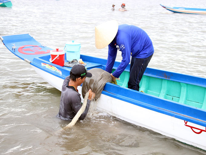 Không mất tiền, dân Đất Mũi tranh nhau khai thác nghêu giống - 3