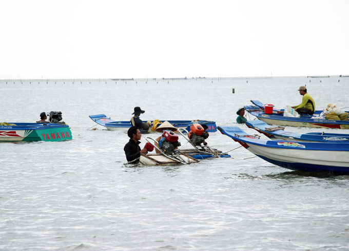 Không mất tiền, dân Đất Mũi tranh nhau khai thác nghêu giống - 4