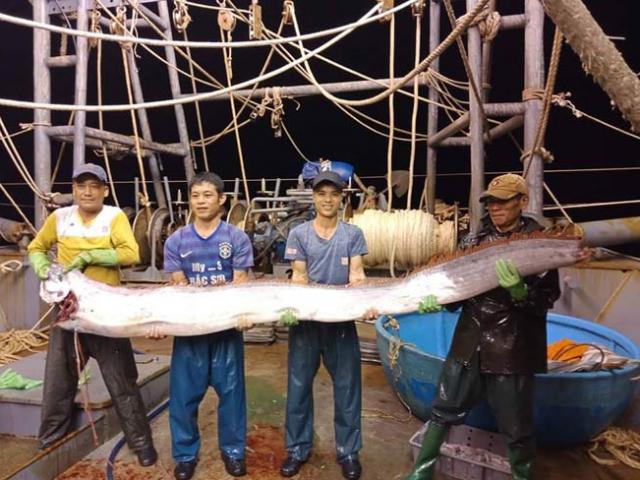 Xôn xao clip dân bắt được cá hố khủng dài gần 4m, nặng 80kg