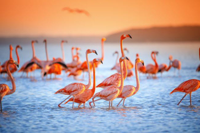 Bức ảnh này được chụp từ trên tàu chở du khách chiêm ngưỡng chim hồng hạc kiếm ăn dưới hồ nước mặn ở Celestun, Mexico.