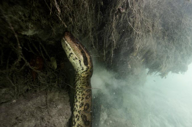 Một nhóm du khách đối mặt với trăn anaconda khổng lồ dưới sông Formoso ở Pantanal, Brazil.