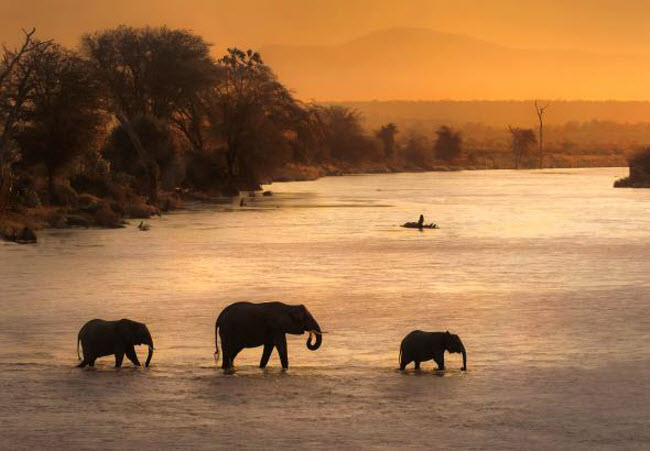 Đàn voi di chuyển qua sông Ewaso Ngiro vào lúc hoàng hôn ở Samburu N.R, Kenya. Samburu là khu vực có hệ sinh thái đa dạng với nhiều loại động vật hoang dã quý hiếm.