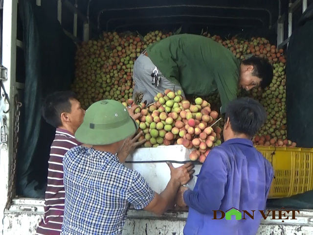 Giá vải chín sớm chỉ còn 16.000 đ/kg, quả &#34;cháy&#34; trên cây vì ế ẩm - 2