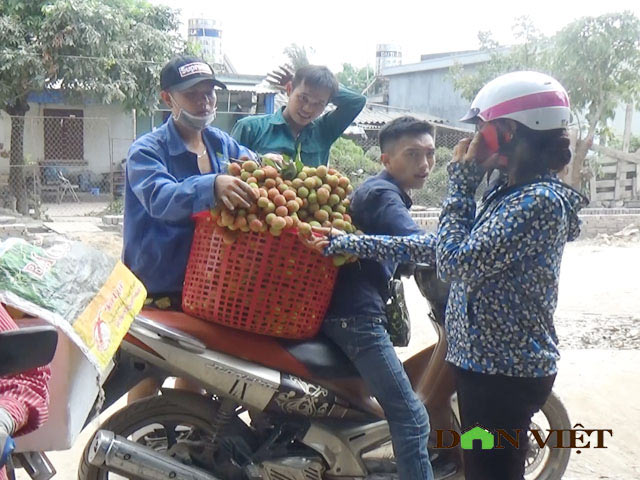 Giá vải chín sớm chỉ còn 16.000 đ/kg, quả &#34;cháy&#34; trên cây vì ế ẩm - 3