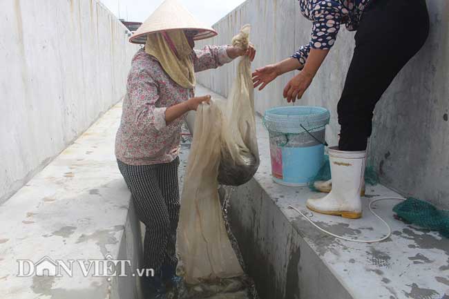 Nuôi tôm trong bể xi măng “10 vụ thắng 10”, có tiền tỷ, tậu xe hơi - 5