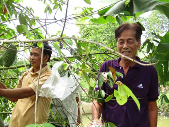 Trồng &#34;cây đổi đời&#34; ra trái bự, cứ 1 công lời gần 30 triệu - 1