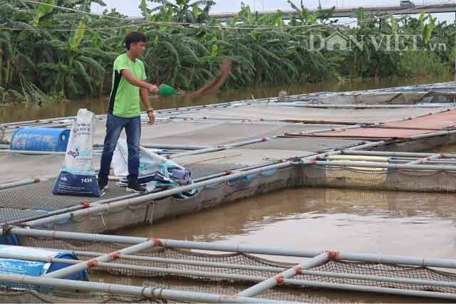 &#34;Gã khùng&#34; bỏ công việc Thanh tra về quê nuôi cá lăng sông, lãi 300 triệu đồng - 2