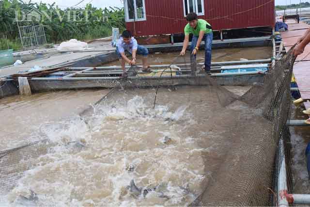 &#34;Gã khùng&#34; bỏ công việc Thanh tra về quê nuôi cá lăng sông, lãi 300 triệu đồng - 3