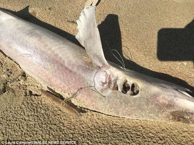 Hơn 50 cá mập chết bí ẩn, trôi dạt vào bờ biển Anh trong 1 ngày - 1
