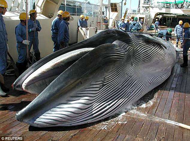 Nhật Bản thảm sát hơn 120 cá voi mang thai - 1