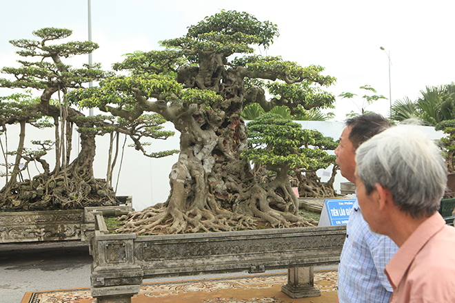 Ngọn cây sanh &#34;tiên lão giáng trần&#34; gây sửng sốt giới chơi cây - 7