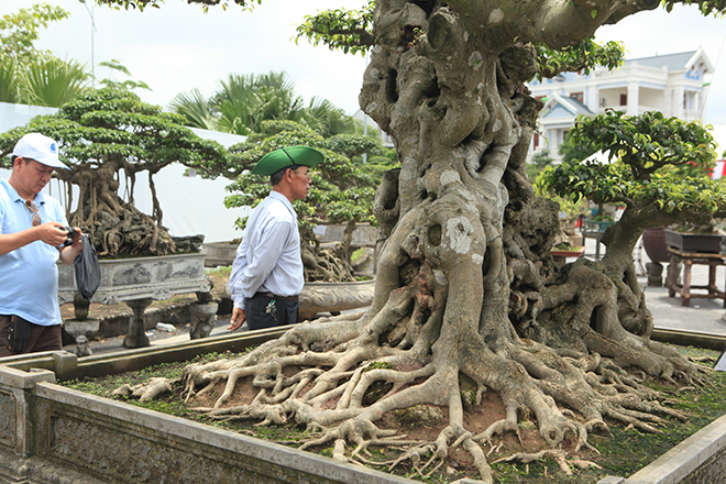 Ngọn cây sanh &#34;tiên lão giáng trần&#34; gây sửng sốt giới chơi cây - 8