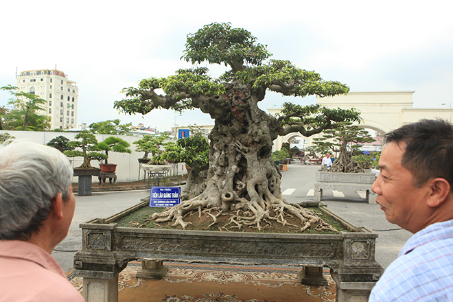 Ngọn cây sanh &#34;tiên lão giáng trần&#34; gây sửng sốt giới chơi cây - 10