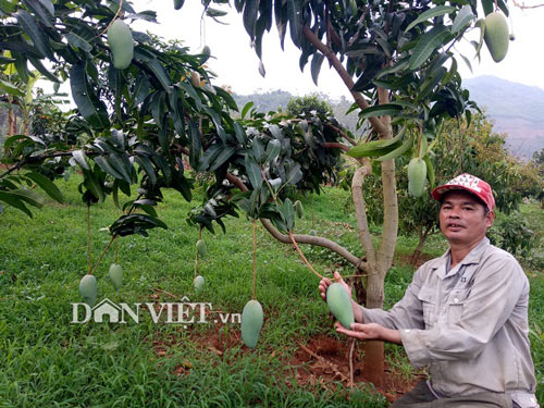 Chán ngô, trồng 3 loài cây trong 1 vườn, bỏ túi 100 triệu/năm - 2