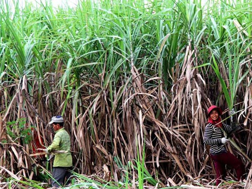 Lại phá mía... trồng mì - 1