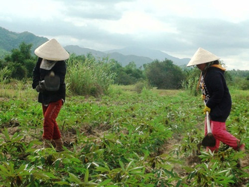 Lại phá mía... trồng mì - 2