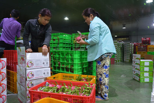 Trái cây &#39;nếm mật, nằm gai&#39; mang về tỉ đô cho Việt Nam - 3