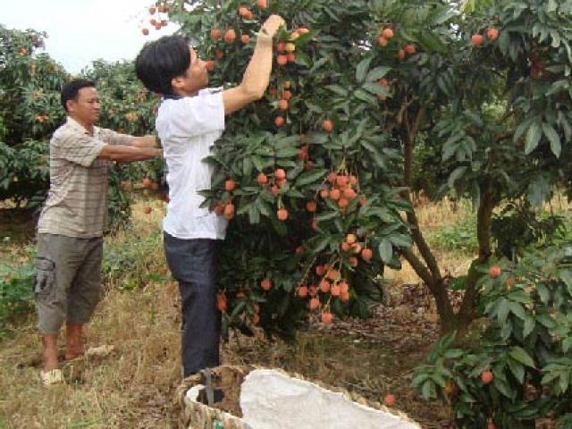 Bắc Giang: Người trồng vải thiều tha thiết kêu gọi đừng... giải cứu