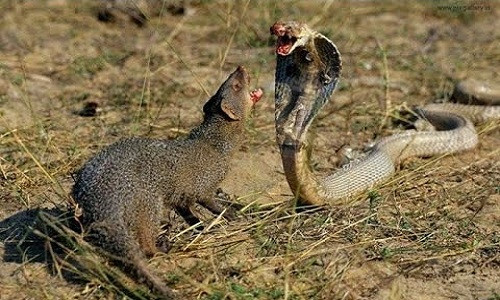 Video: Escena de mangostas uniéndose para comerse una pitón gigante - 1