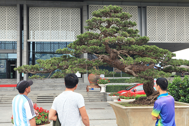 Cây thông đen da báo được mệnh danh &#34;vua bonsai&#34; đã có mặt ở Thủ đô - 1
