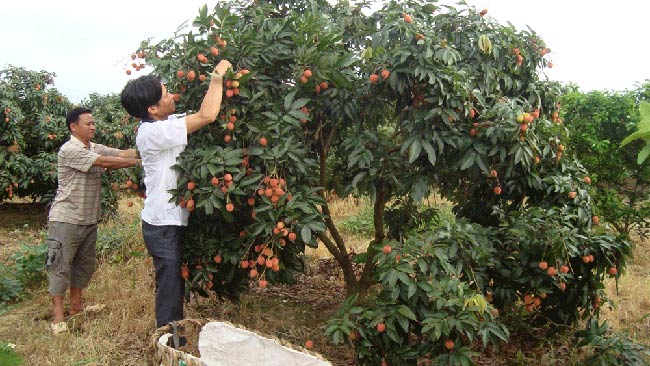 Bắc Giang: Người trồng vải thiều tha thiết kêu gọi đừng... giải cứu - 2