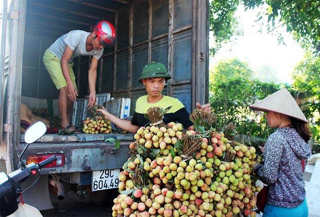 Bắc Giang: Người trồng vải thiều tha thiết kêu gọi đừng... giải cứu - 3