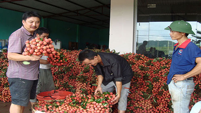 Bắc Giang: Người trồng vải thiều tha thiết kêu gọi đừng... giải cứu - 4