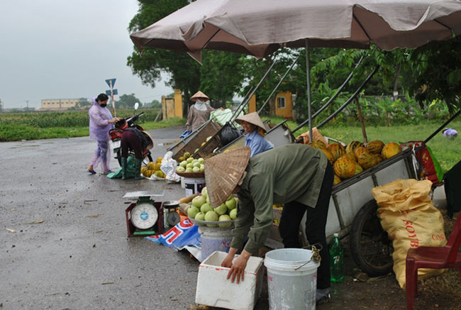 Cả sào dưa bở bán chưa được 1 triệu đồng, dân Sóc Sơn ngao ngán - 3